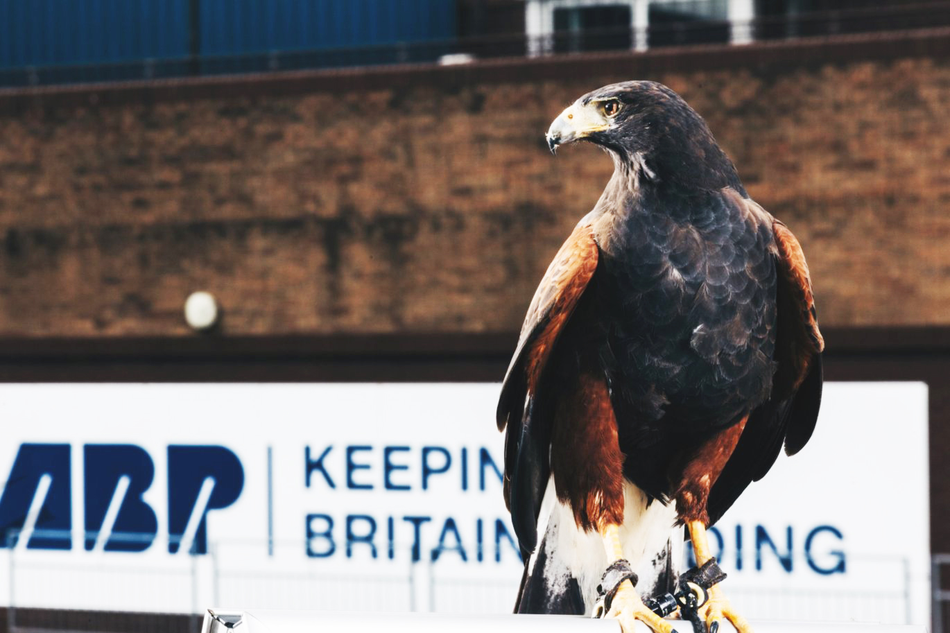 Seika the Harris Hawk is set to patrol the Port of Plymouth